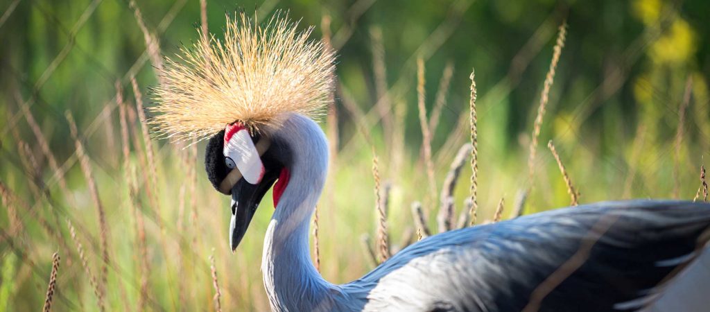 International Crane Foundation in Baraboo Wisconsin.