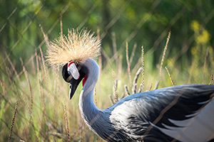 International Crane Foundation