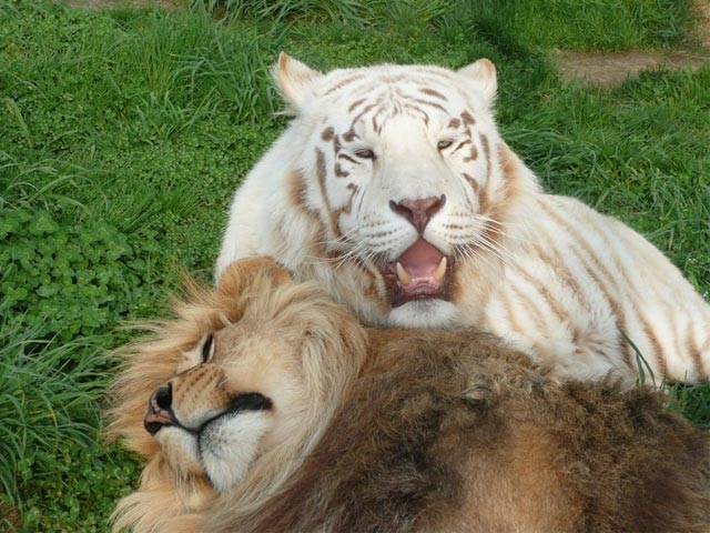 Wisconsin Big Cat Rescue & Education Center